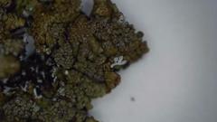 Xanthoparmelia loxodes