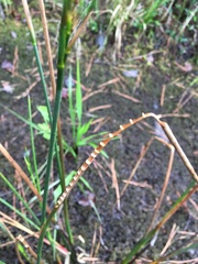 Juncus nodatus