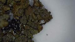 Xanthoparmelia loxodes