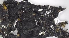 Xanthoparmelia loxodes