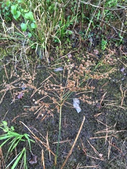 Juncus nodatus