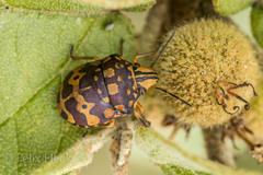 Orsilochides scurrilis