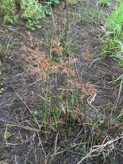 Juncus nodatus