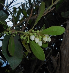Lyonia macrophylla