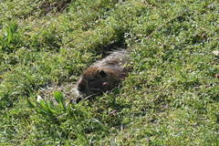 Myocastor coypus