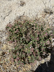 Euphorbia tomentulosa