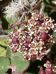 Euphorbia tomentulosa