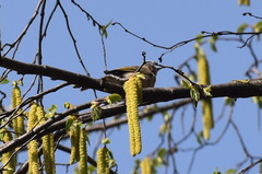 Phylloscopus collybita