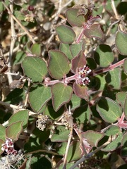 Euphorbia tomentulosa