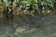 Trachemys scripta elegans