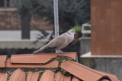 Streptopelia decaocto