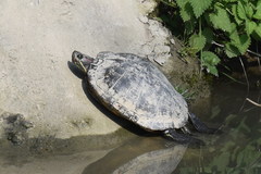 Trachemys scripta elegans