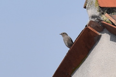 Phoenicurus ochruros