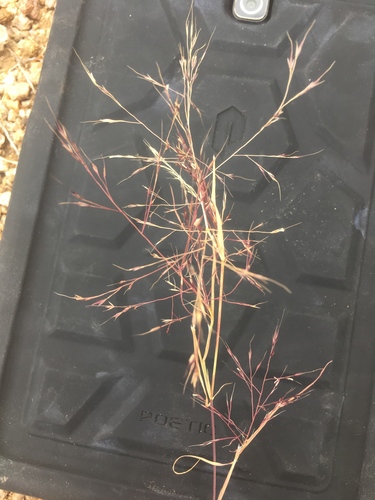 Muhlenbergia microsperma