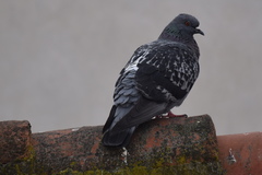 Columba livia domestica