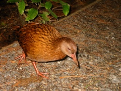 Gallirallus australis scotti