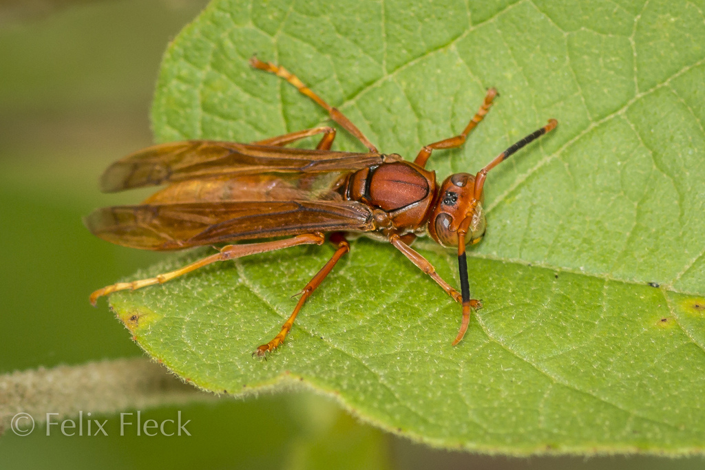 unse tempereret Human Neotropical Red Paper Wasp (Polistes canadensis) · iNaturalist