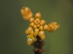 Trizeuxis falcata