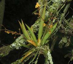 Trizeuxis falcata