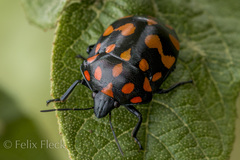 Pachycoris klugii