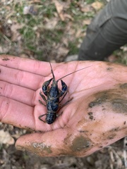Cambarus monongalensis