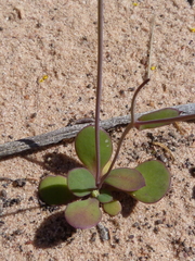 Gymnodiscus capillaris