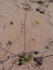 Gymnodiscus capillaris