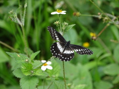 Catasticta sisamnus sisamnus
