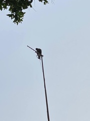 Parabuteo unicinctus