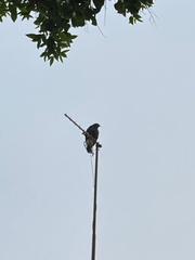 Parabuteo unicinctus