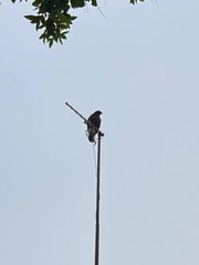 Parabuteo unicinctus