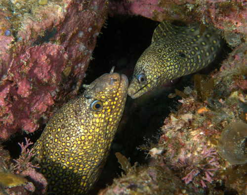 Jewel Moray