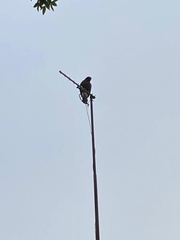 Parabuteo unicinctus