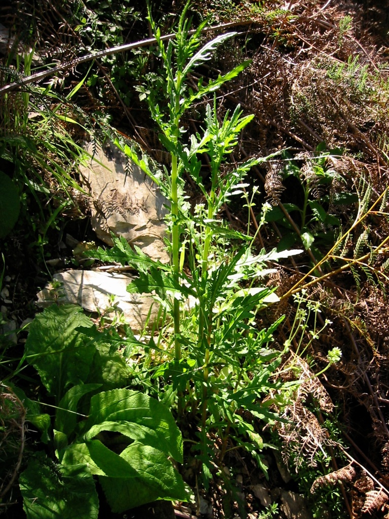 Hill Fireweed