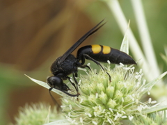 Stizoides tridentatus