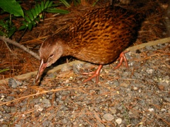 Gallirallus australis scotti