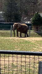Elephantidae