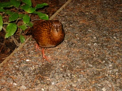 Gallirallus australis scotti