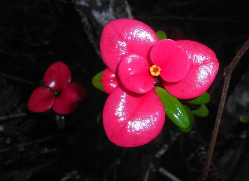 Euphorbia munizii