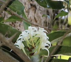 Cyrtorchis arcuata