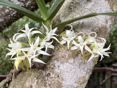Cyrtorchis arcuata