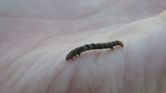 Parallelia bistriaris