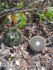 Mammillaria gaumeri