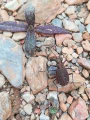 Cicindela campestris