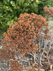 Magnoliopsida