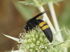 Stizoides tridentatus
