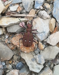 Cicindela campestris