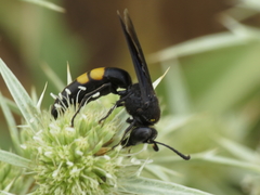 Stizoides tridentatus