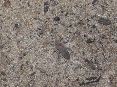 Jadera coturnix