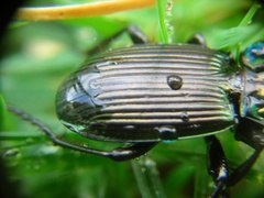 Megadromus antarcticus